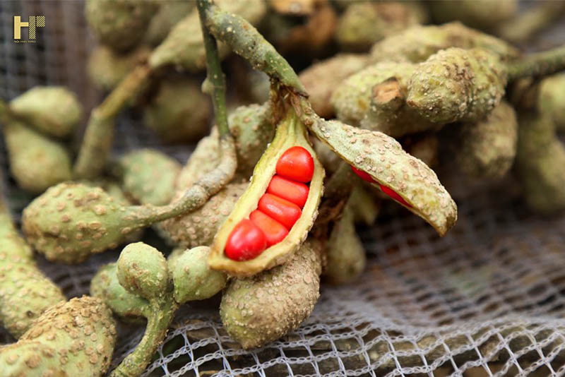 cay-go-doi-la-gi-2 cay-go-doi-la-gi-2