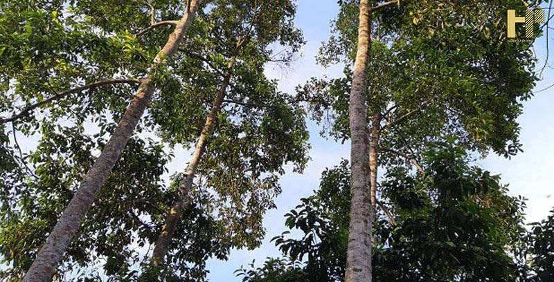 cay-go-doi-la-gi-3 cay-go-doi-la-gi-3