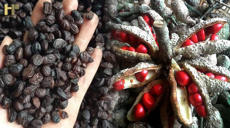 cay-go-doi-la-gi-5 cay-go-doi-la-gi-5