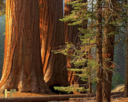 10 loại cây gỗ quý tại Việt Nam ứng dụng vào nội thất