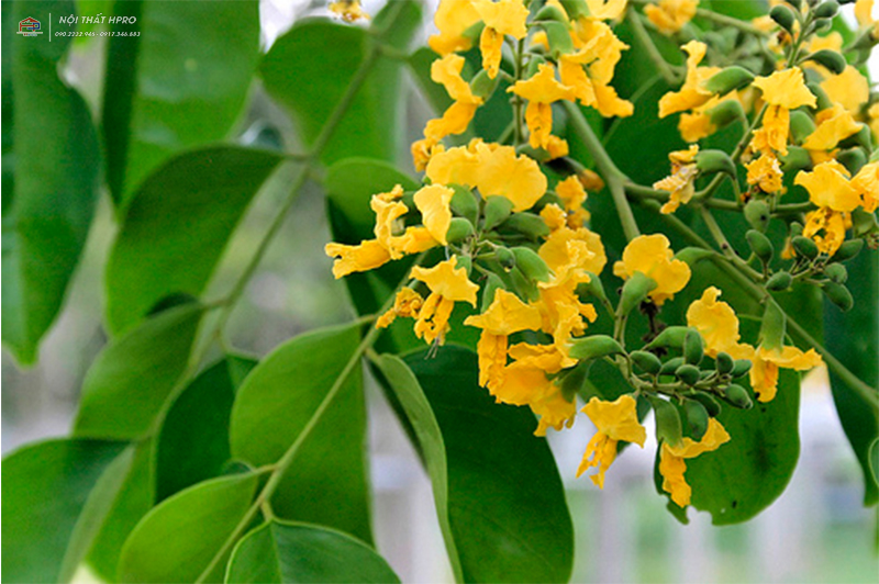 cay-go-huong-3 cay-go-huong-3