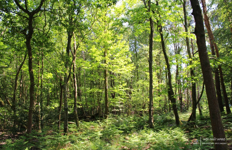 cay-go-huong-6 cay-go-huong-6