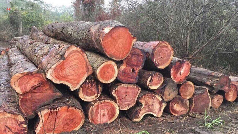 Thuế về 0 ngành gỗ sẽ hưởng lợi lớn