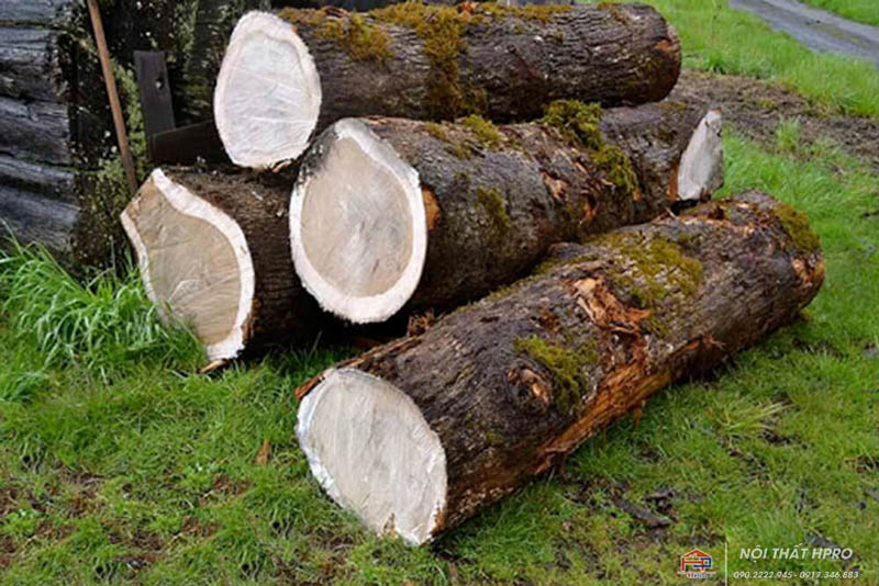 cay-soi-my cay-soi-my