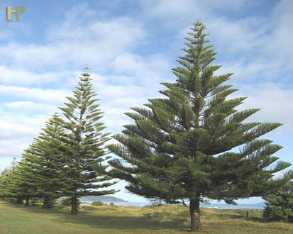 Cây gỗ bách xanh là gì? Những ứng dụng hữu ích của nó