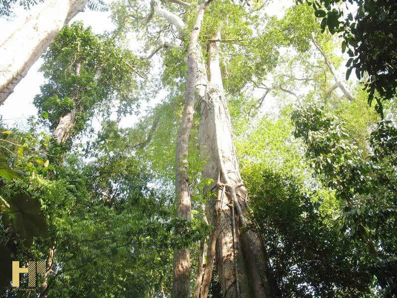 Gỗ cà te là gì? Ứng dụng thực tiễn trong cuộc sống của gỗ cate