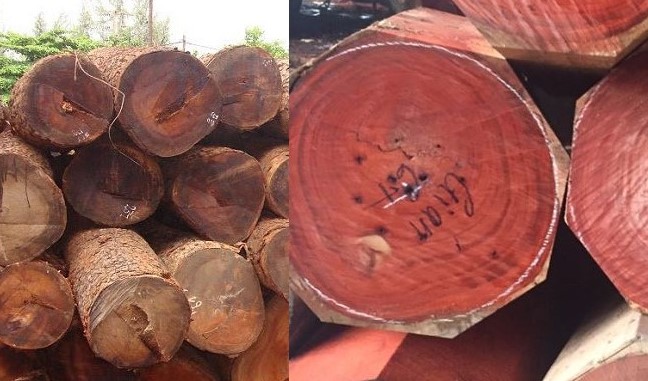 Gỗ gõ đỏ chống mối mọt tốt nhờ mùi tự nhiên và cấu trúc đặc biệt