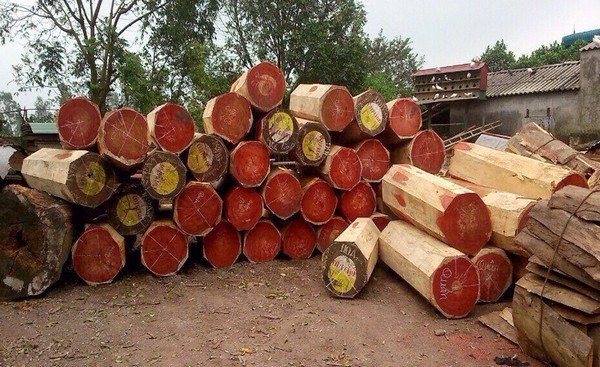 Để nhận biết gỗ hương thật, bạn có thể dựa vào màu sắc