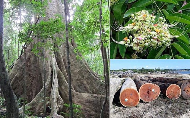 Gỗ hương có bị mối mọt không? Cách hạn chế mối mọt