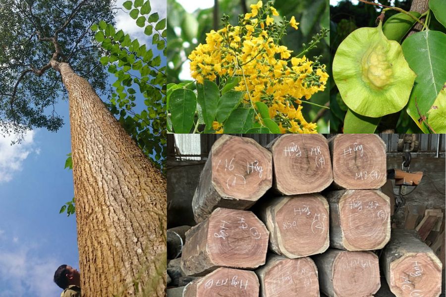 Gỗ hương (Giáng hương) có nguồn gốc từ rừng nhiệt đới Đông Nam Á và Châu Phi
