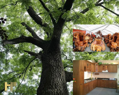 Gỗ nu là gì ? Có tốt không? Ứng dụng trong đời sống