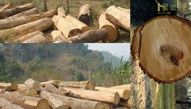 Gỗ pơ mu là gỗ gì? Ưu nhược điểm và ứng dụng của gỗ trong đời sống