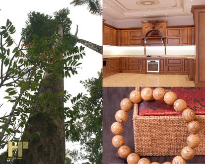 Gỗ sến là gì? Gỗ sến có tốt không? Gỗ sến được ứng dụng những gì trong cuộc sống