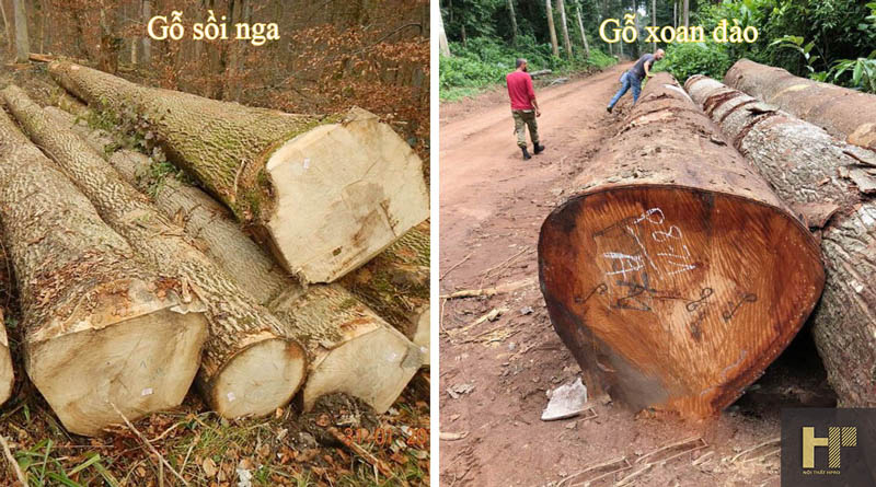 So sánh gỗ sồi nga và gỗ xoan đào gỗ nào tốt và bền hơn?