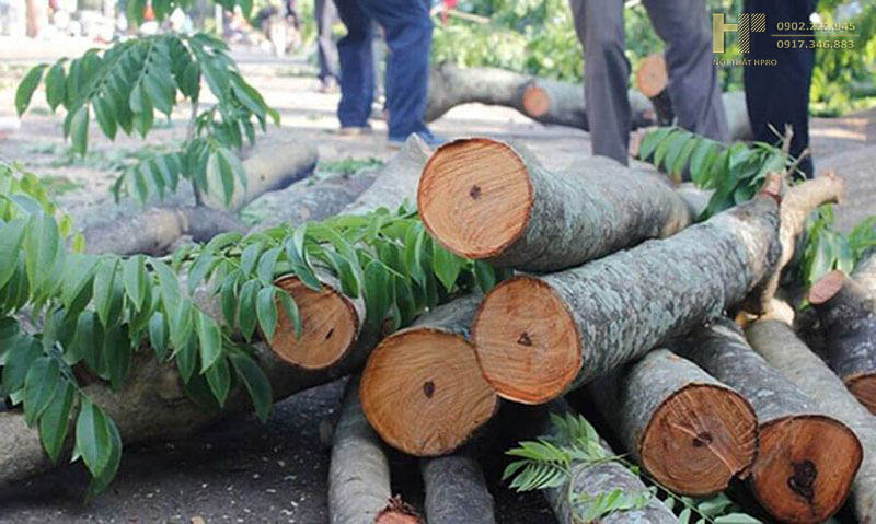 go-sua-trang go-sua-trang