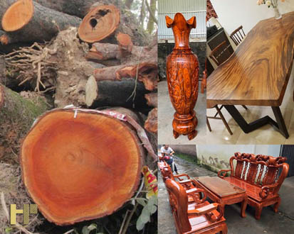 Gỗ xà cừ là gì? Những kiến thức bạn cần biết về xà cừ gỗ