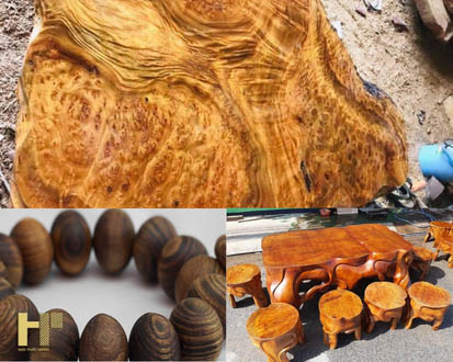 Gỗ xá xị là gì? Gỗ xá xị có tác dụng gì trong cuộc sống?