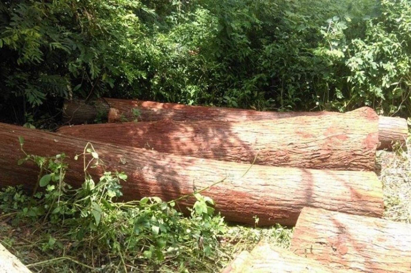 Gỗ xoan đào có thể bị mối mọt nếu không được xử lý kỹ hoặc đặt trong môi trường ẩm ướt