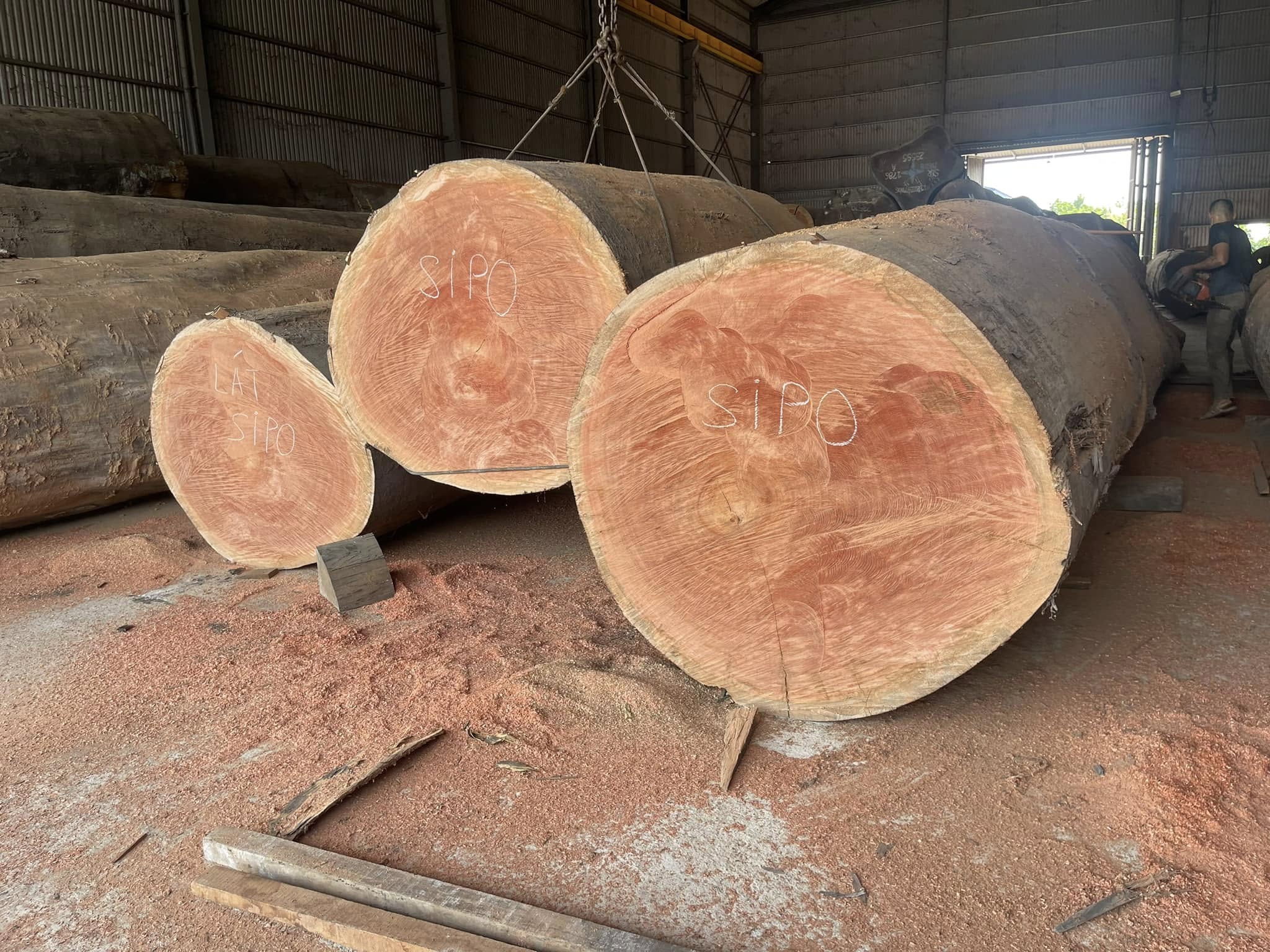 Để chọn gỗ xoan đào chất lượng cao, hãy ưu tiên Gỗ Xoan Đào Nam Phi