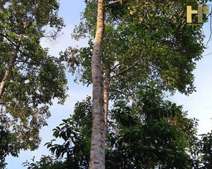 Cây gỗ dổi là gì? Đặc điểm và tác dụng của cây dổi trong đời sống con người