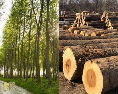 Gỗ bạch dương là gì? Ưu nhược điểm và ứng dụng trong thiết kế nội thất