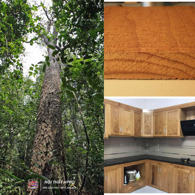 Cùng tìm hiểu về gỗ Lát? gỗ Lát giá bao nhiêu?