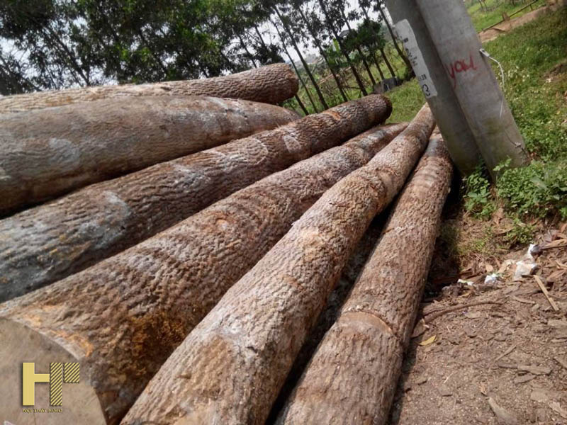 go-thong-va-go-soi-nga-loai-nao-tot-hon-3