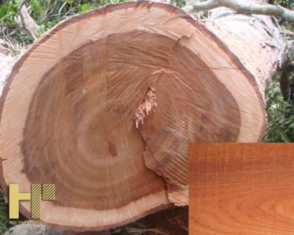 [TÌM HIỂU] Gỗ xoan đào là gỗ gì? Ưu & nhược điểm? Ứng dụng của gỗ trong thiết kế nội thất là gì? 