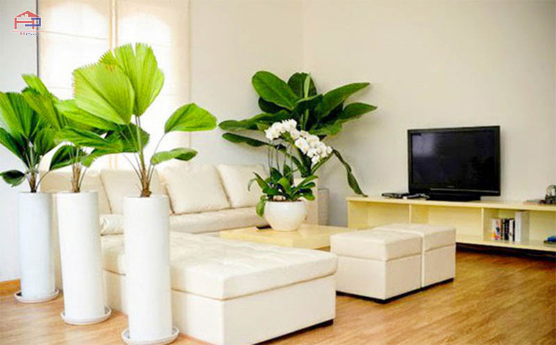 vach-ngan-phong-khach-bang-cay-xanh-6 vach-ngan-phong-khach-bang-cay-xanh-6